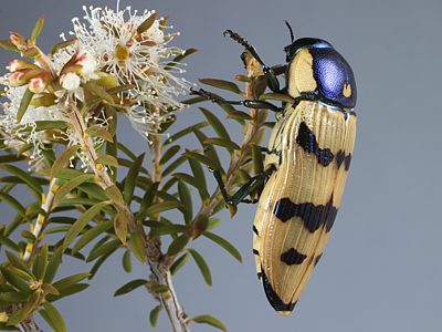 Calotemognatha yarelli yarelli, PL3552, female, EP, 27.0 × 10.8 mm